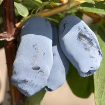 Blåbärstry "Hela säsongen" - två tidiga, två mellan och två sena