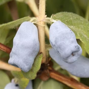 Blåbärstry "Hela säsongen" - två tidiga, två mellan och två sena