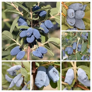 Blåbärstry "Hela säsongen" - två tidiga, två mellan och två sena