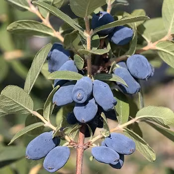 Blåbärstry "Hela säsongen" - två tidiga, två mellan och två sena