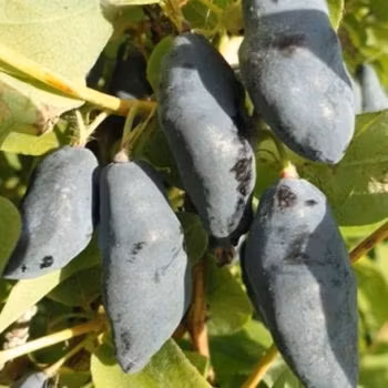 Blåbärstry "Mixpaket 1" - fyra olika sorter = två tidiga, två mellan