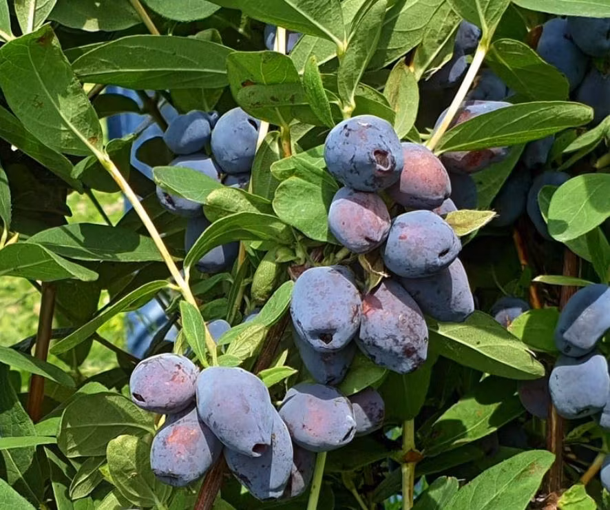 Blåbärstry "Mixpaket 1" - fyra olika sorter = två tidiga, två mellan