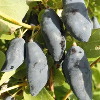 Blåbärstry "Blue Banana" - P9 kruka