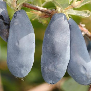 Blåbärstry "Blue Rock / Sinij Utes"