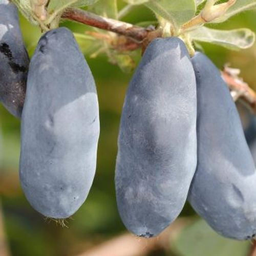 Blåbärstry "Blue Rock / Sinij Utes"