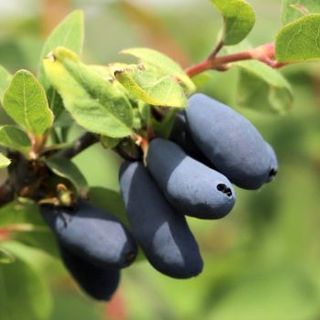 Blåbärstry "Candy Blue" 10-literskruka/Avhämtning