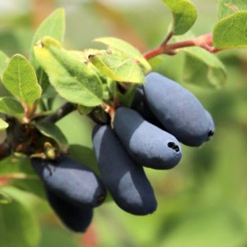 Blåbärstry "Candy Blue" 10-literskruka/Avhämtning