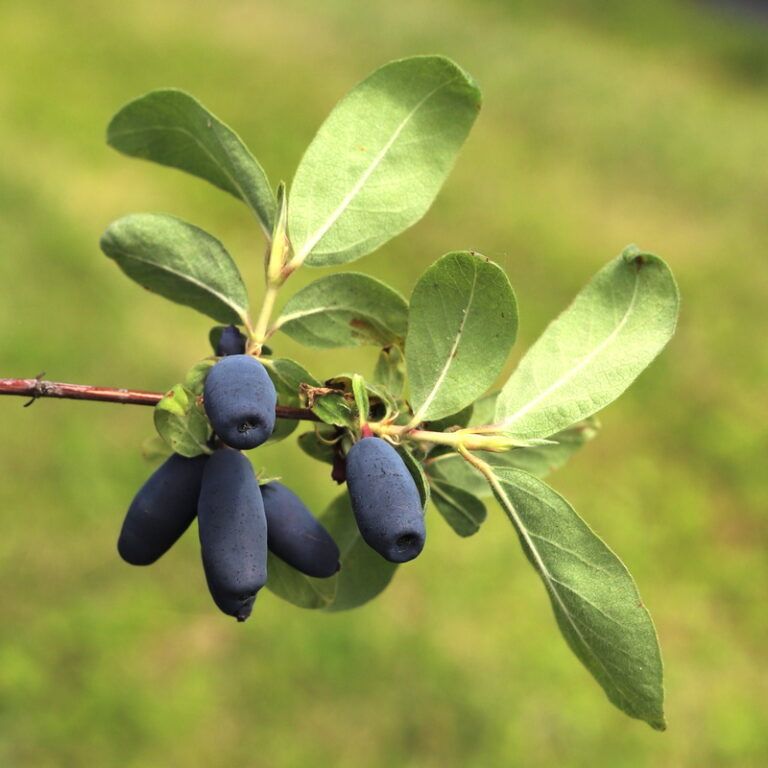 Blåbärstry "Candy Blue" 10-literskruka/Avhämtning