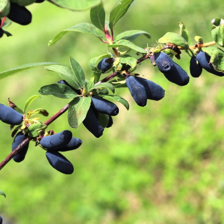 Blåbärstry "Candy Blue" 10-literskruka/Avhämtning