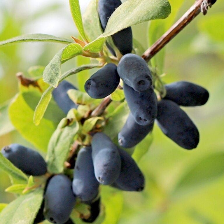 Blåbärstry "Candy Blue" 10-literskruka/Avhämtning