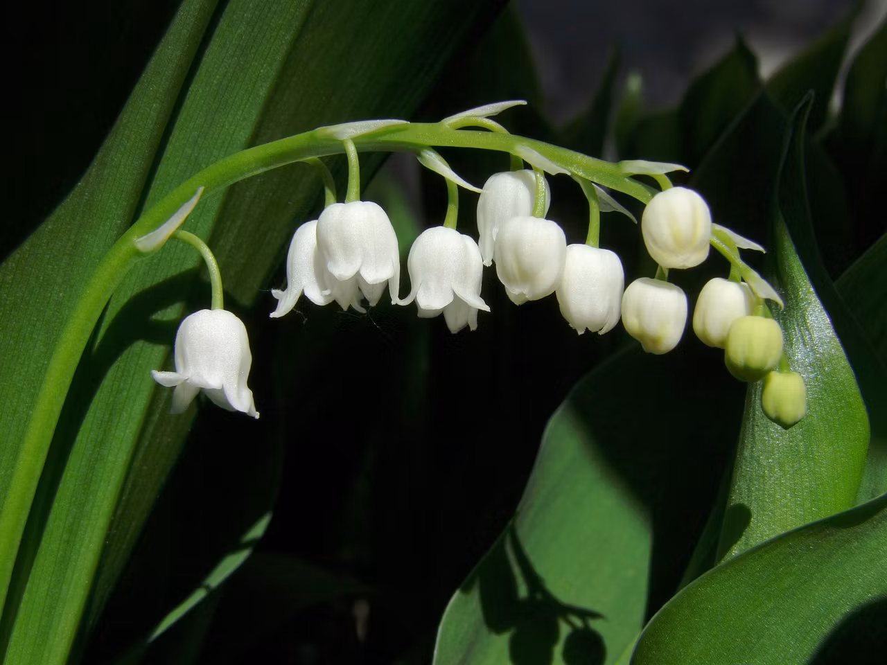 Liljekonvalj- *Convallaria majalis*