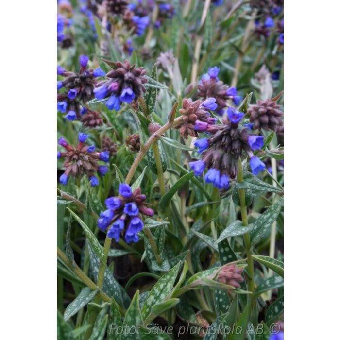 Lungört - *Pulmonaria longifolia* - E.B Anderson
