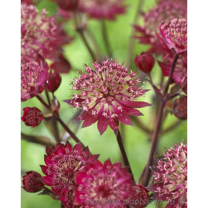 Stjärnflocka - *Star of Love* - Astrantia major (PBR)