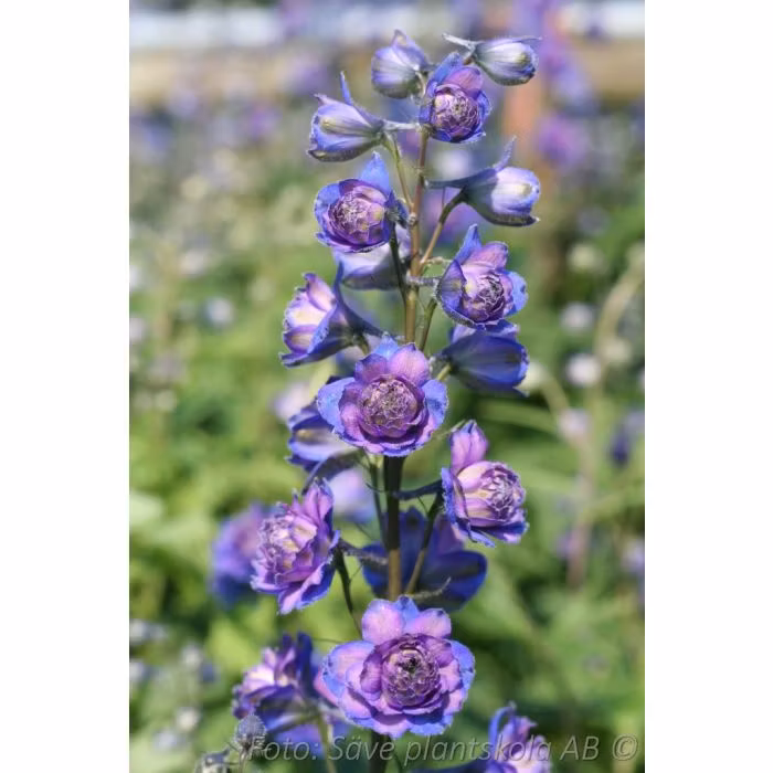 Riddarsporre - *Sweet Sensation (PBR)*- Delphinium Highlanderserie