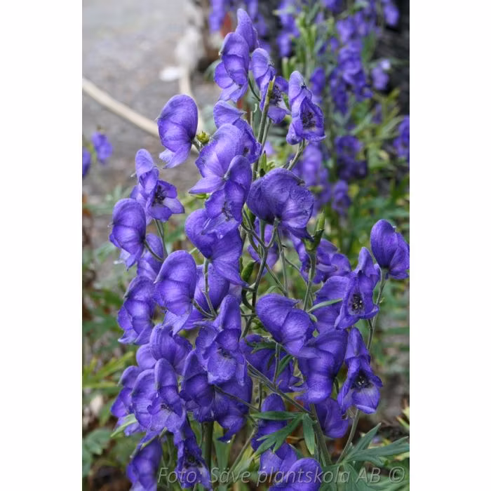 Äkta stormhatt - *Aconitum napellus*