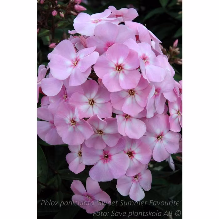 Höstflox - *Sweet Summer Favourite* - Phlox paniculata