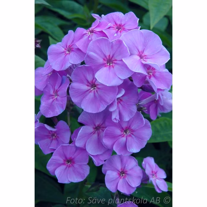 Höstflox - *Sweet Summer Ocean* - Phlox paniculata
