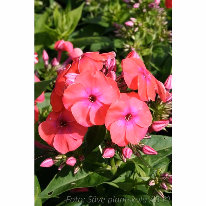 Höstflox - *Coral Flame* - Phlox paniculata  (PBR)