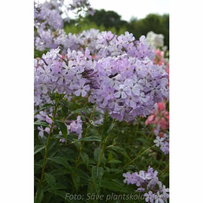 Höstflox - *Alma Jansson* - Phlox paniculata  (Grönt kulturarv)