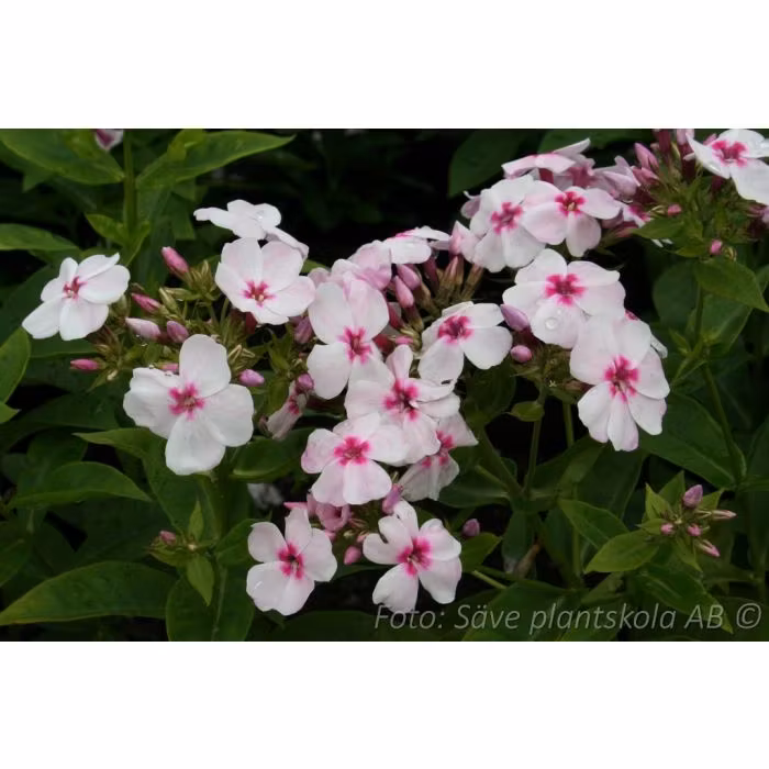 Höstflox - *White Eye Flame* - Phlox paniculata  (PBR)