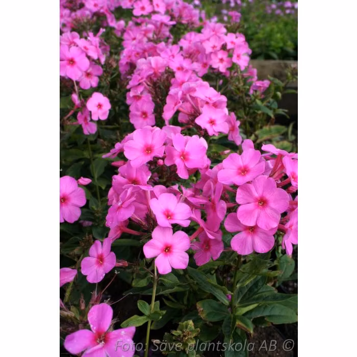 Höstflox - *Pink Flame* - Phlox paniculata  (PBR)