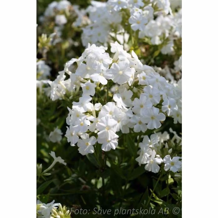 Höstflox - *Early White" - Phlox paniculata
