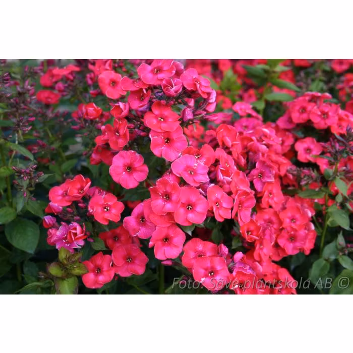 Höstflox - *Red Flame* - Phlox paniculata