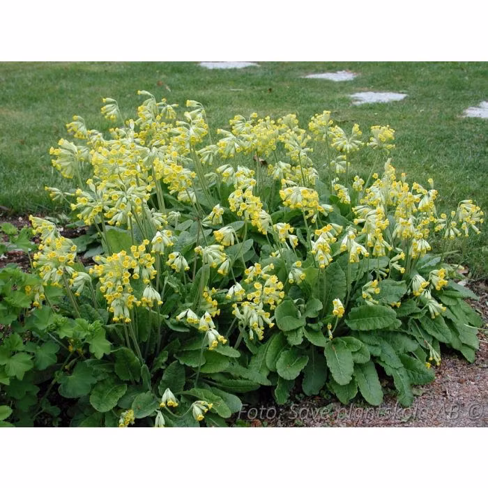 Gullviva - *Primula veris*