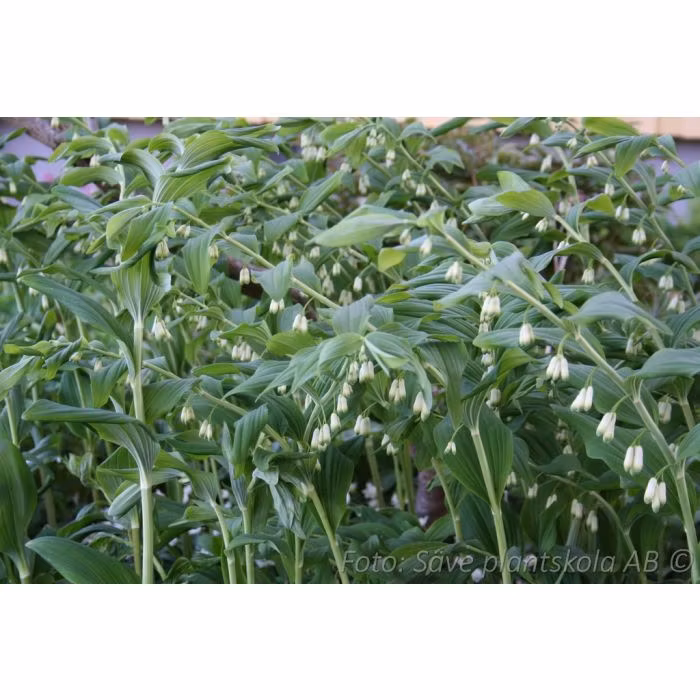 Storrams - *Polygonatum multiflorum*  Fåtal kvar!