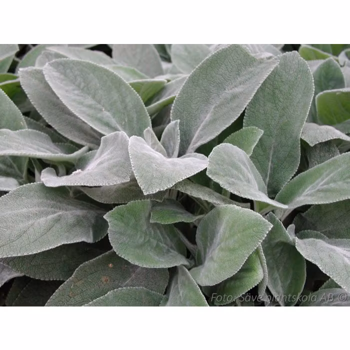 Lammöron *Big Ears* - Stachys byzantina