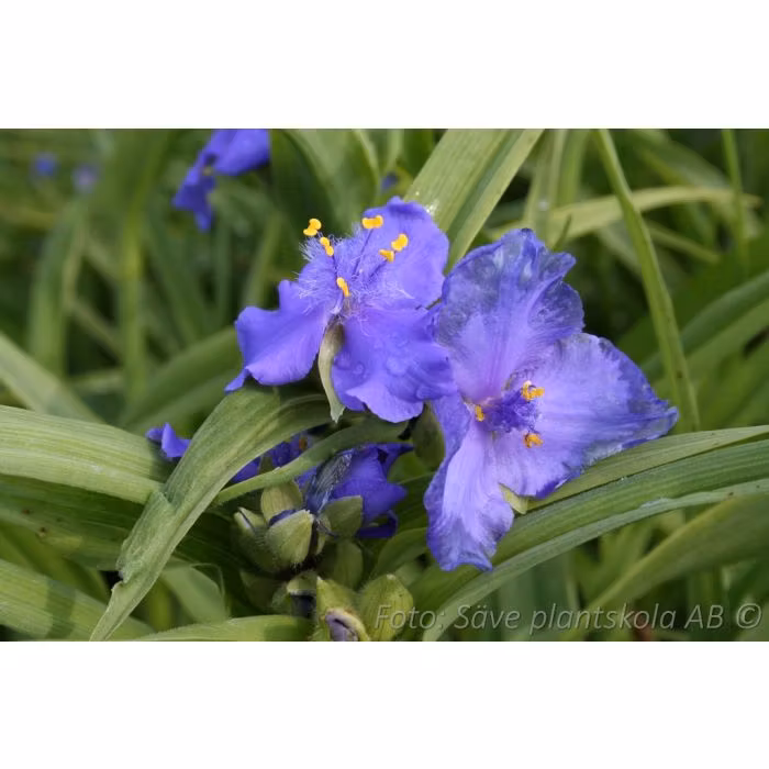 Tremastarblomma *Blue Stone* - Tradescantia andersoniana