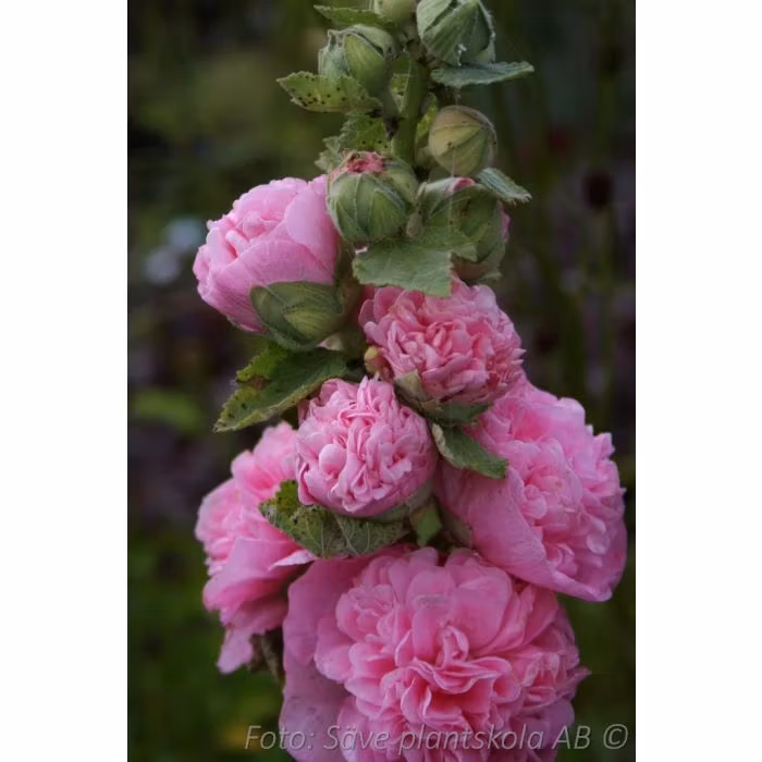 Stockros *Pleniflora Rosa* - Alcea rosea