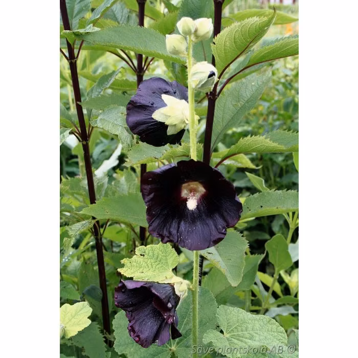 Stockros *Black Knight* - Alcea rosea