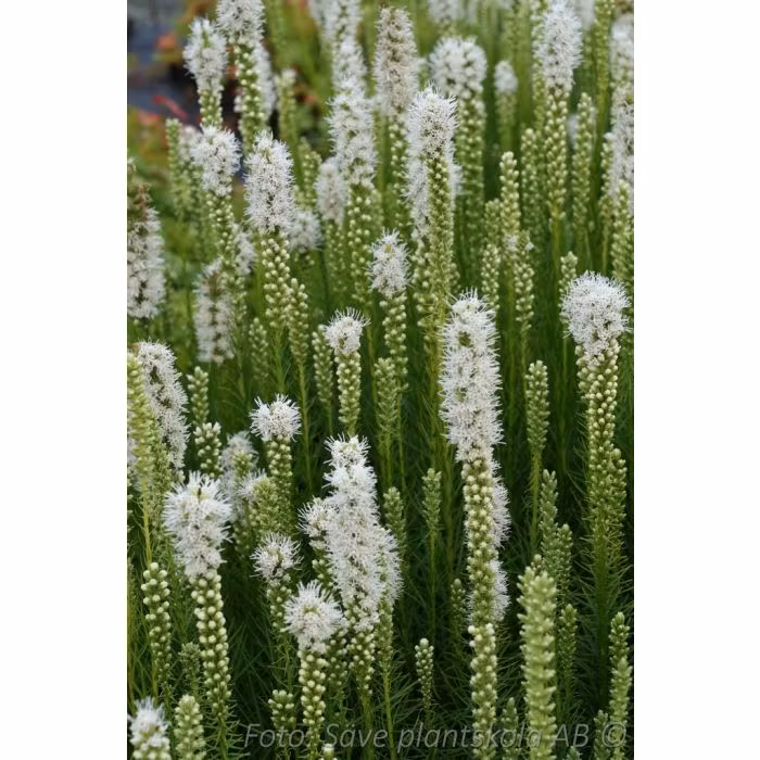 Rosenstav *Alba* - Liatris spicata