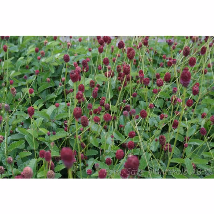 Blodtopp *Tanna* - Sanguisorba officinalis