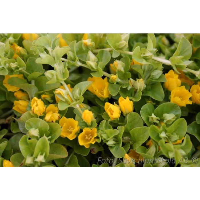 Penningblad - *Lysimachia nummularia*