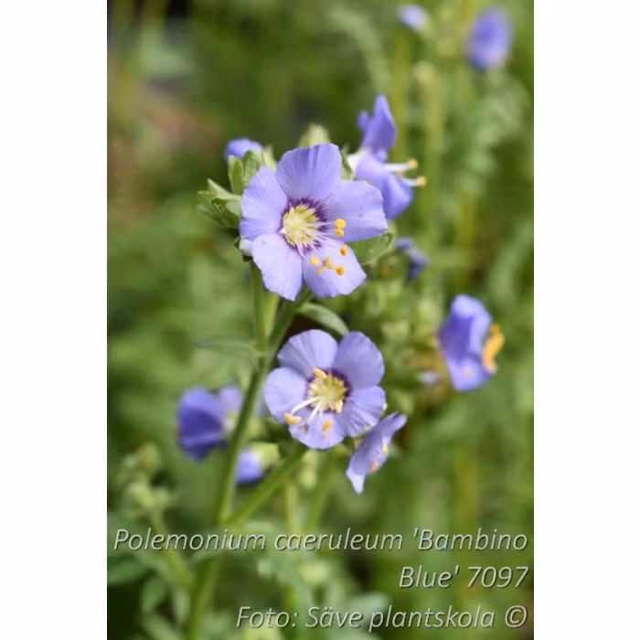 Blågull *Bambino Blue* - Polemonium caeruleum