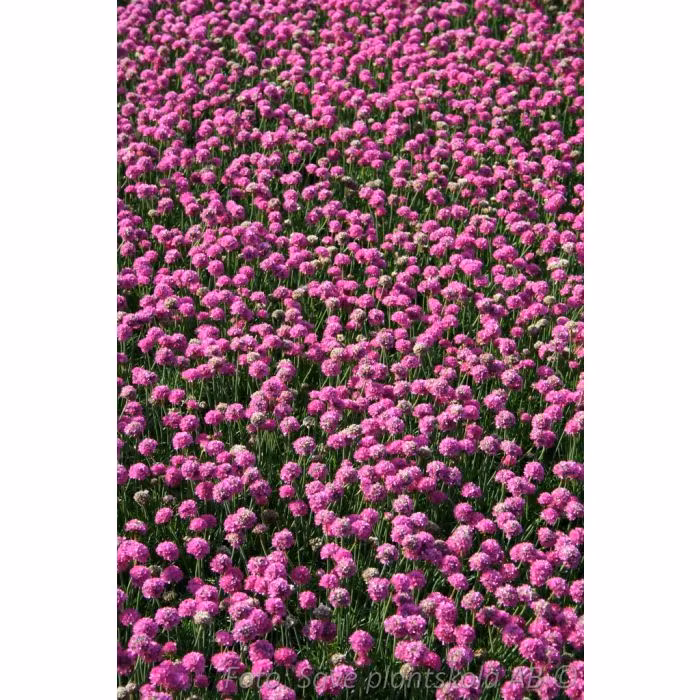 Strandtrift *Abbey Rose* - Armeria maritima