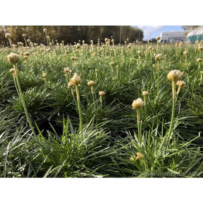 Strandtrift - *Abbey White* - Armeria maritima