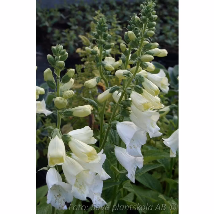 Fingerborgsblomma "Snow Thimble" - Digitalis purpurea