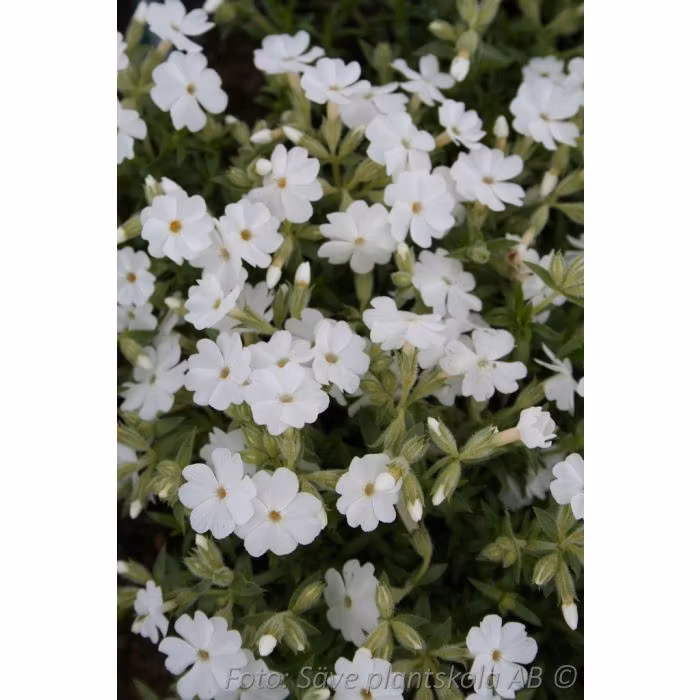 Mossflox *Maischnee* - Phlox subulata