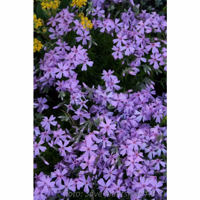 Mossflox *Emerald Cushion Blue* - Phlox subulata
