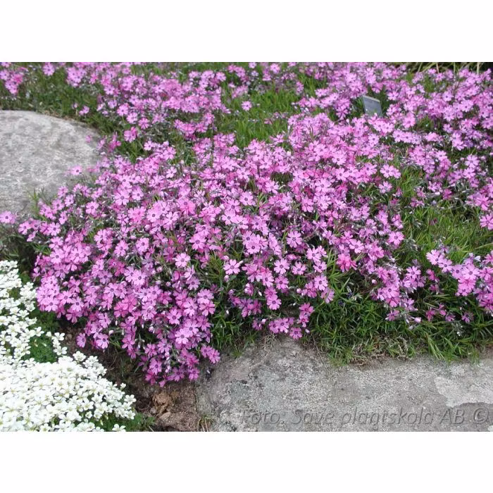 Mossflox *Purple Beauty* - Phlox subulata