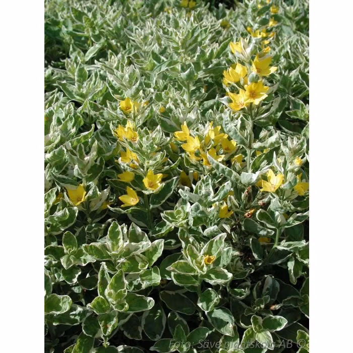Praktlysing *Alexander* - Lysimachia punctata