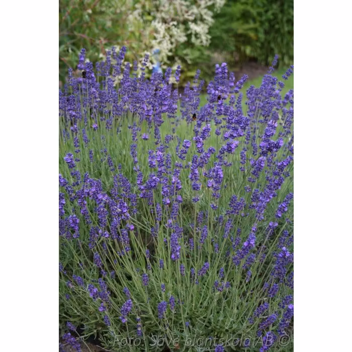 Lavendel *Hidcote Blue* - Lavandula angustifolia