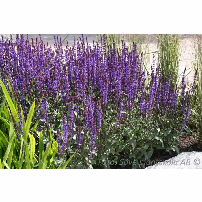 Stäppsalvia *Caramia* - Salvia nemorosa