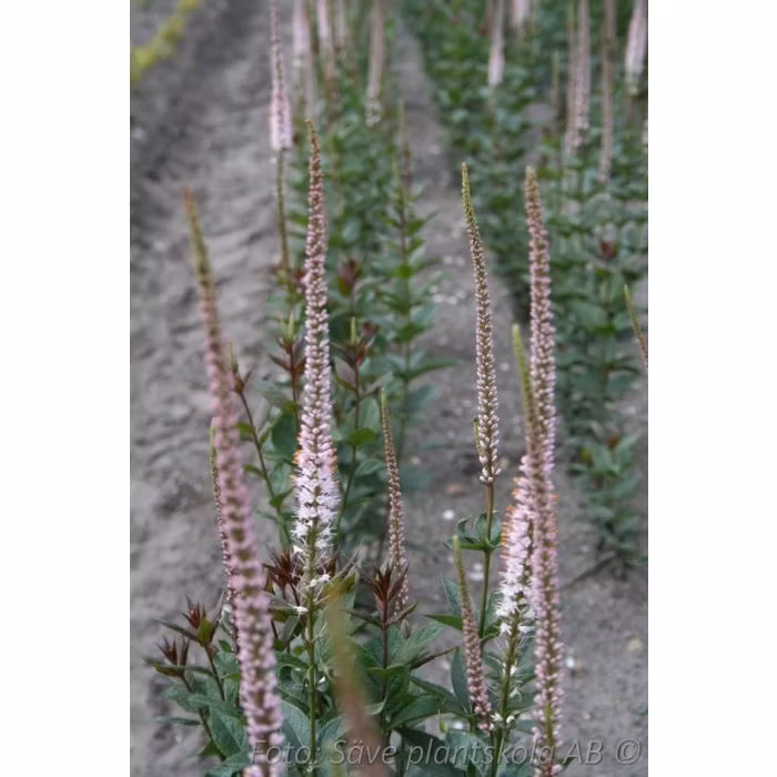 Kransveronika *Erica* - Veronicastrum virginicum