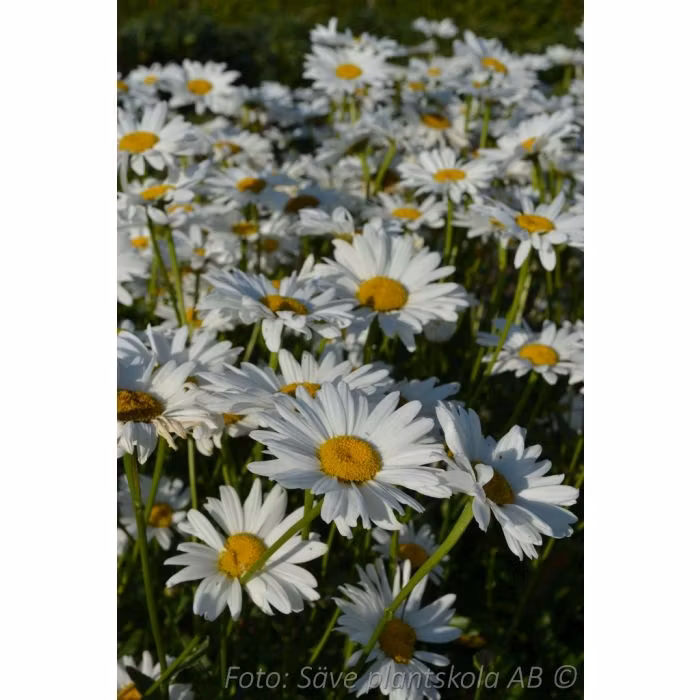 Jätteprästkrage *Bröllopsgåvan* GK - Leucanthemum superbum
