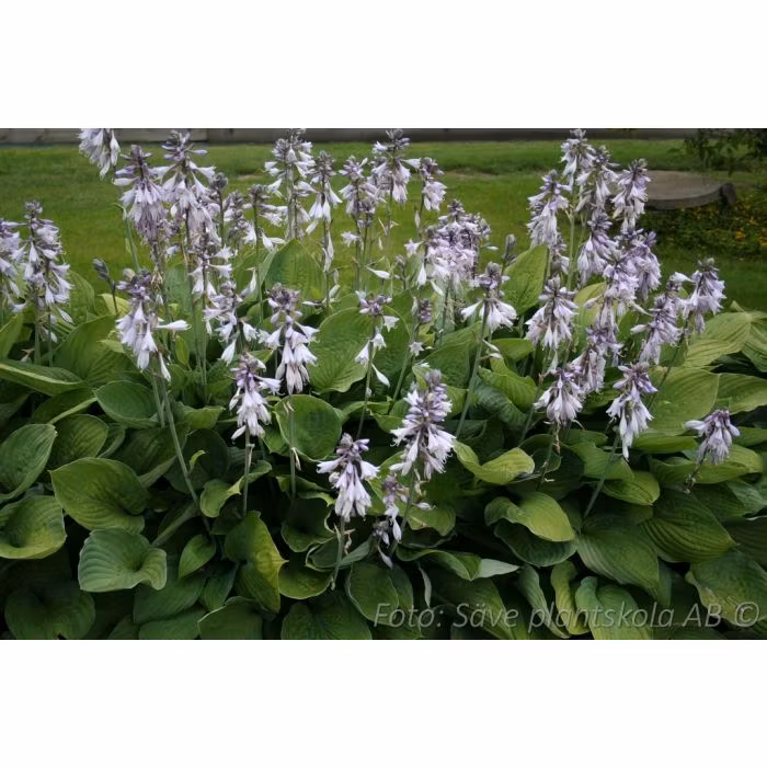 Blomsterfunkia *Hyacinthina* - Hosta furtunei