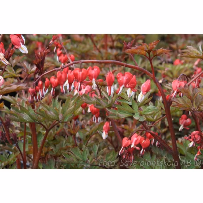 Löjtnantshjärta - *Valentine* - Lamprocapnos (Dicentra)spectabilis